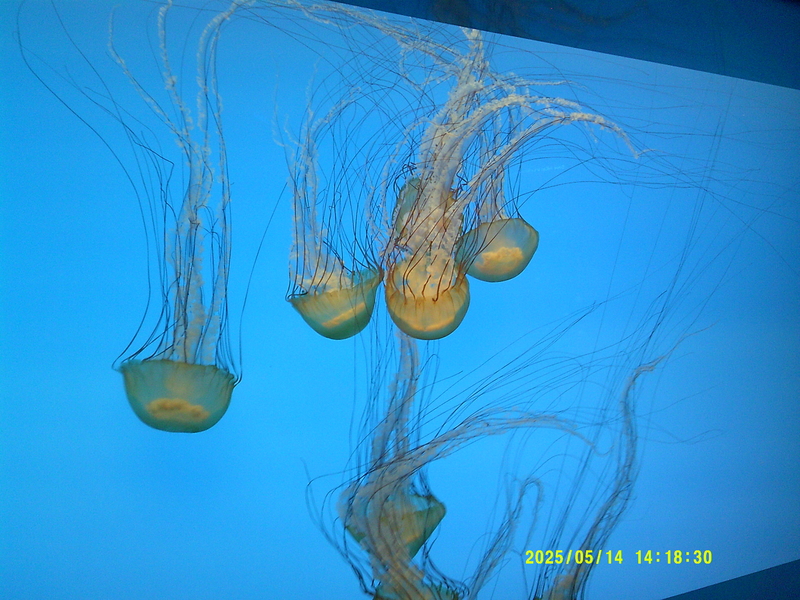 Jellyfish at the Baltimore National Aquarium 