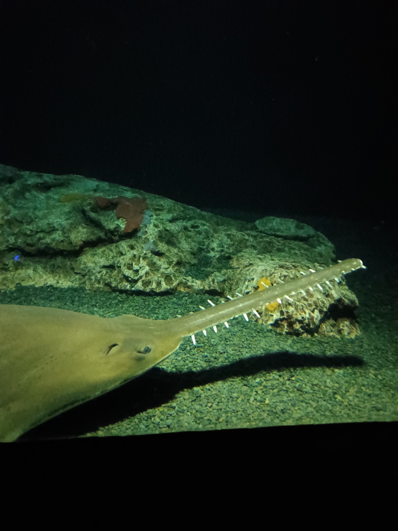 Largetooth Sawfish at the Baltimore National Aquarium