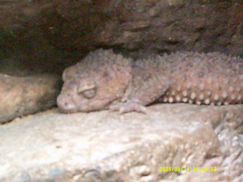 Sleeping gecko at Baltimore National Aquarium 