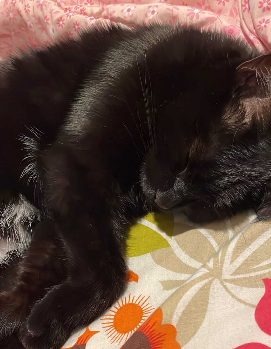 Ode To My Cat