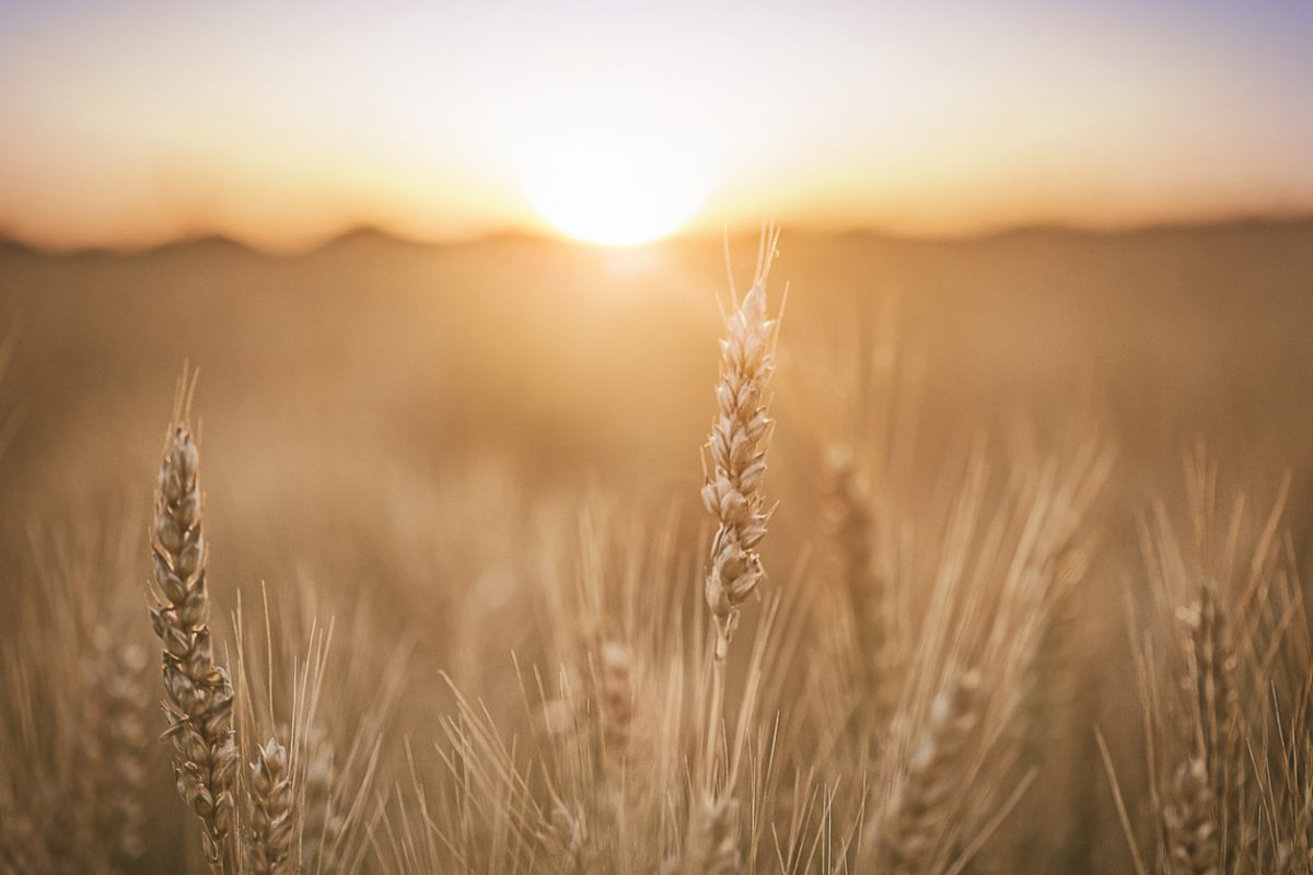 Ears of golden wheat close up